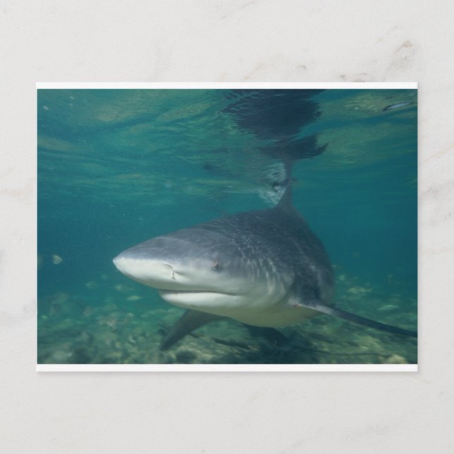Bullshark Postcard (Front)