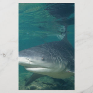 Bullshark Stationery