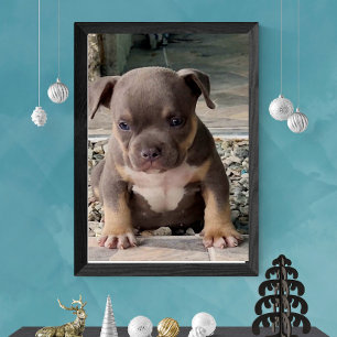 Bully breed puppy poster