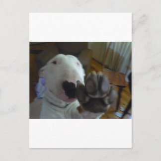 bully paw postcard