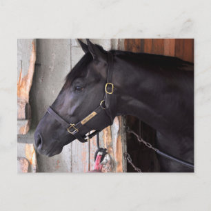 Bully Proof by Bellamy Road-Flaming Slew Postcard