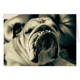 Bully Teeth