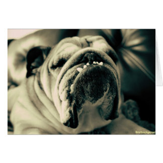 Bully Teeth