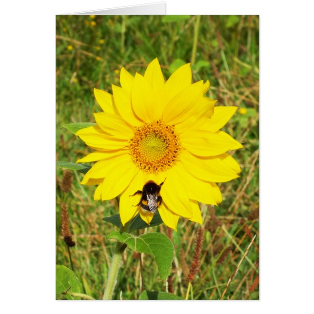 Bumble abeille sur une carte de fleurs de tourneso (Devant)