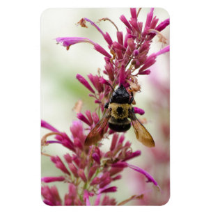 Bumble and Magenta Magnet