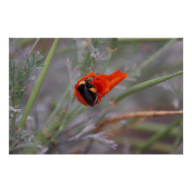 Bumble bebe endormi dans une affiche de coquelicot