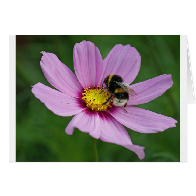 bumble bee (Front Horizontal)