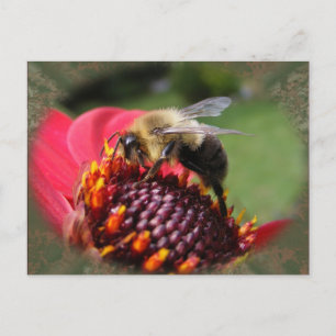 Bumble Bee 195 ~ postcard