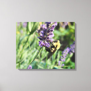 Bumble Bee and Lavender Stretched Canvas Print