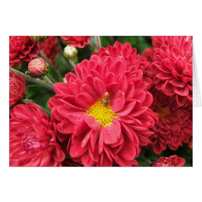 Bumble Bee and Pink Flower Blank Card (Front Horizontal)