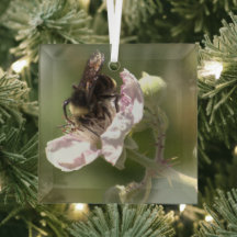 Bumble Bee collecting pollen Glass Ornament