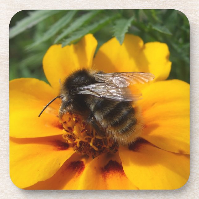 Bumble Bee Dessous de verre (Devant)