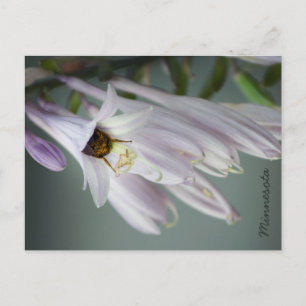 Bumble Bee in Hosta Postcard