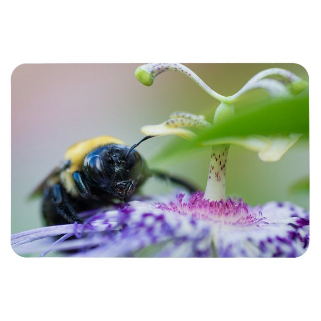 Bumble Bee macro photograph Magnet (Horizontal)