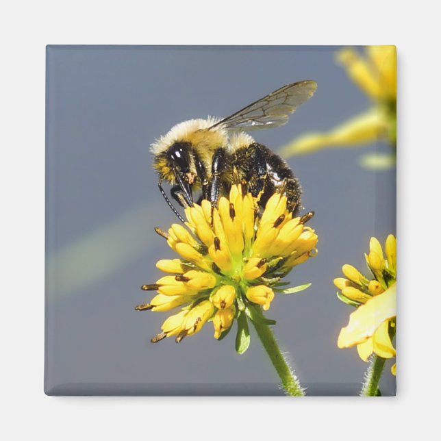 Bumble Bee Magnet (Devant)