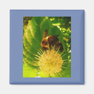 Bumble Bee Nectar Magnet