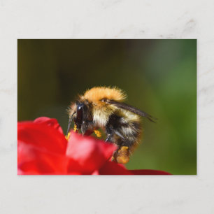 Bumble Bee On A Dahlia Postcard
