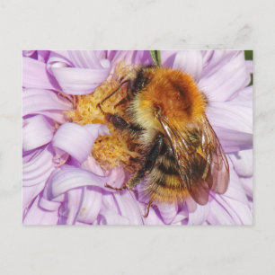 Bumble Bee on a Michaelmas Daisy Postcard