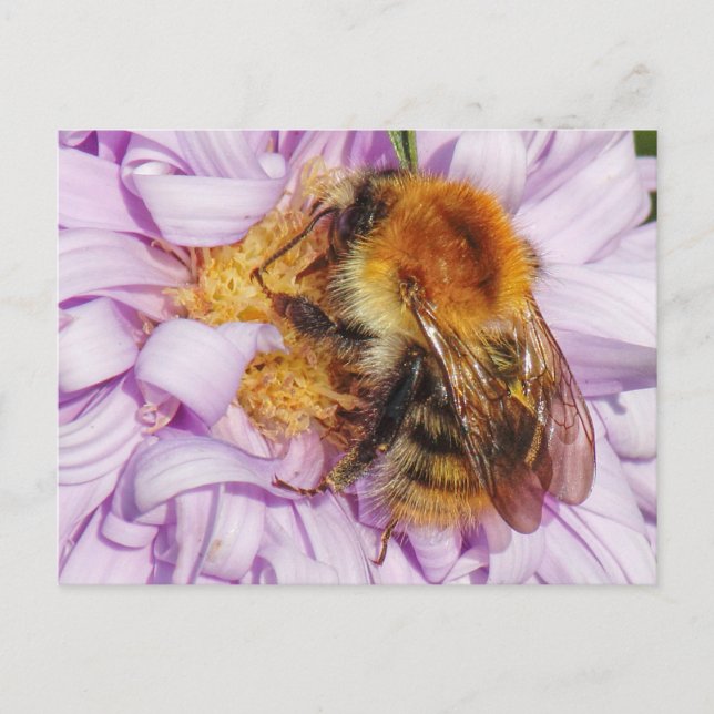 Bumble Bee on a Michaelmas Daisy Postcard (Front)
