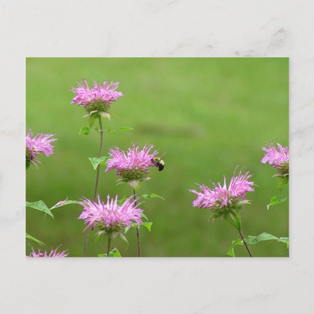 Bumble Bee on Bee Balm Flower Carte postale (Devant)