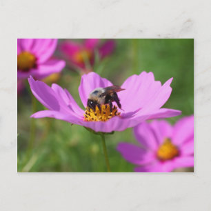 Bumble Bee On Cosmos Flower Postcard