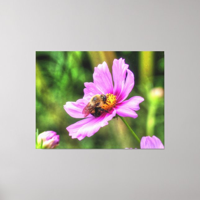 Bumble Bee on Pink Cosmos Canvas Print (Front)