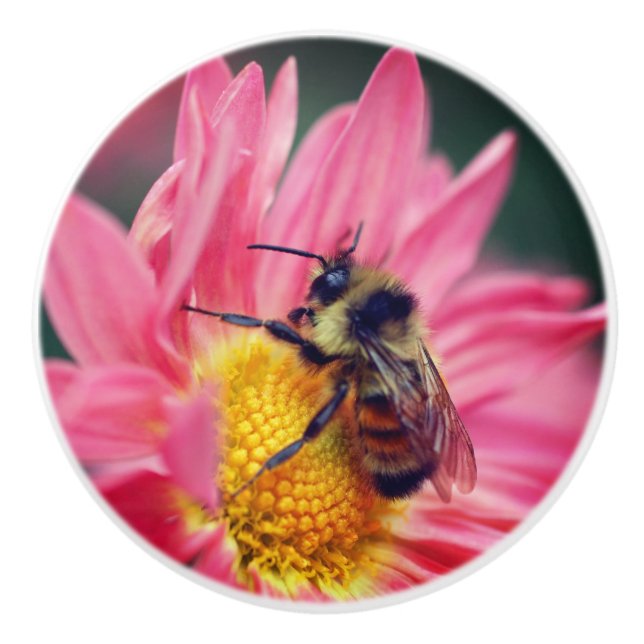 Bumble Bee On Pink Daisy Flower Close Up  Ceramic Knob (Front)