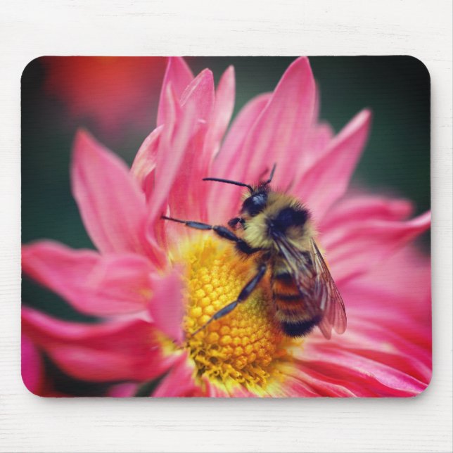 Bumble Bee On Pink Daisy Flower  Mouse Pad (Front)