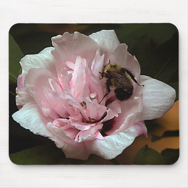 Bumble Bee on Rose of Sharron Flower Mouse Pad (Front)