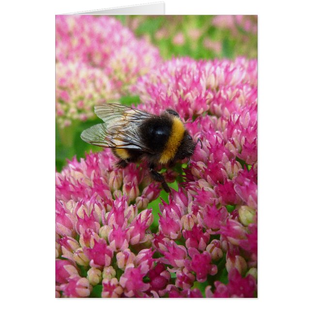 Bumble Bee on Sedum (Front)