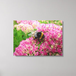 Bumble Bee on Sedum "Autumn Joy" Canvas Print