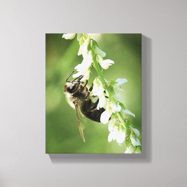 Bumble Bee on white flower Canvas Print (Front)