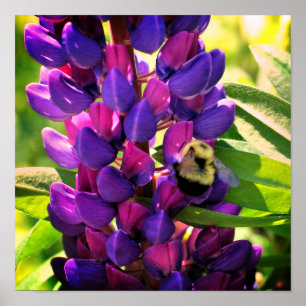 Bumble Bee On Wild Lupine Flower Close Up Poster