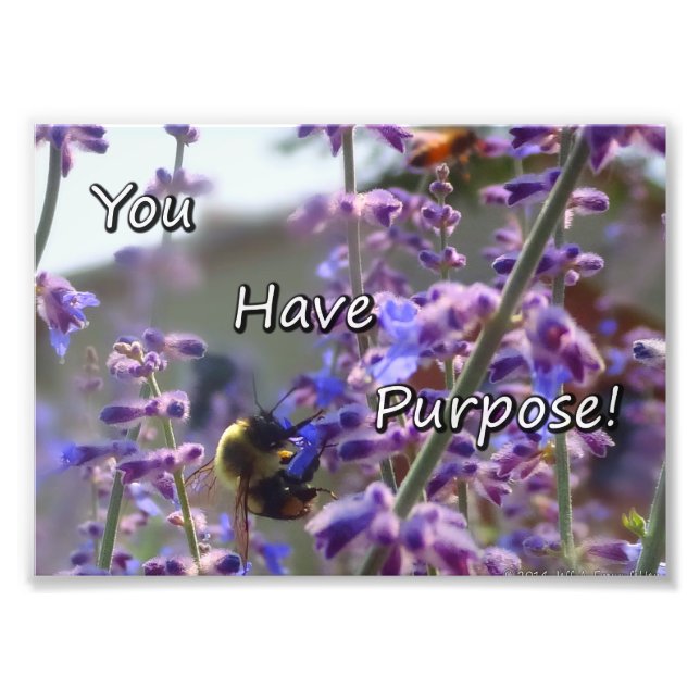 Bumble Bee Photo - Vous Avez Un But (Devant)