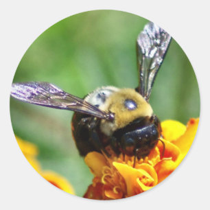Bumble Bee Stickers