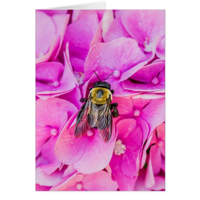 Bumble Bee Sur Hydrangea (Devant)