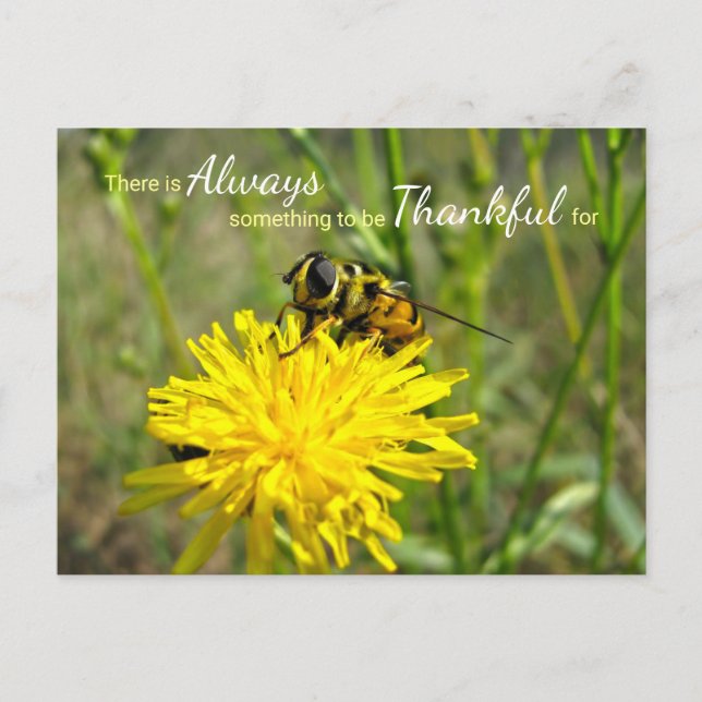 Bumble Bee Yellow Dandelion Always Thankful Postcard (Front)