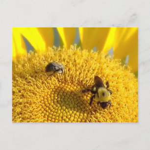 Bumble & Honey bee Postcard