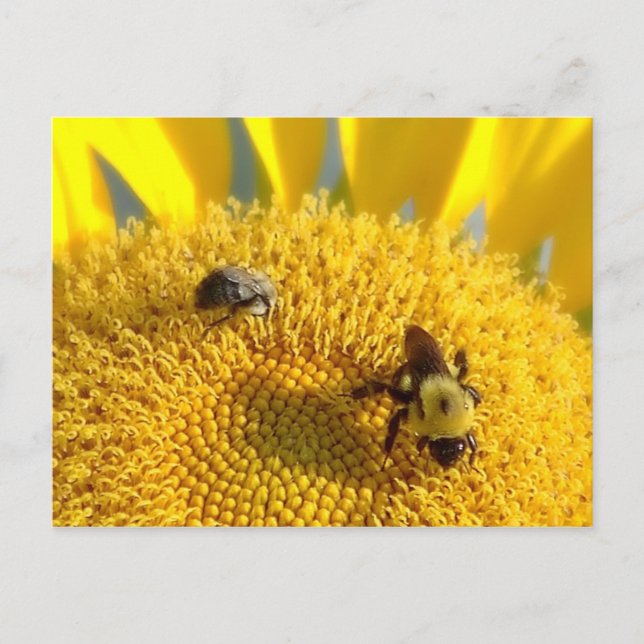 Bumble & Honey bee Postcard (Front)