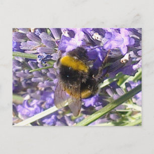 Bumblebebe sur carte postale Lavender