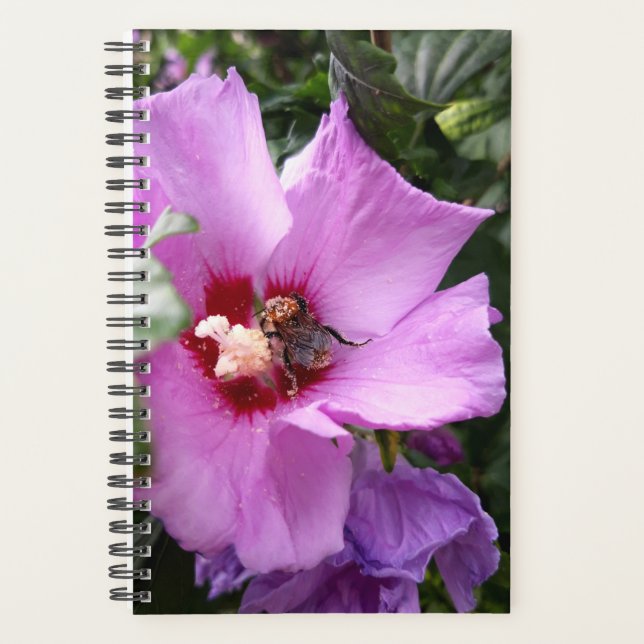 Bumblebebe sur la fleur d'Hibiscus (Devant)