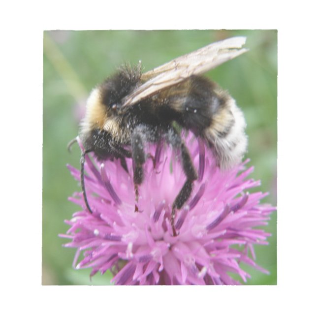Bumblebebe sur un Bloc-notes de chardon (Devant)