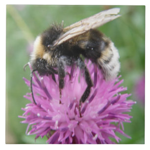 Bumblebebe sur une Carreaux de chardon