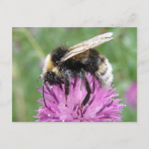 Bumblebebe sur une carte postale de chardon