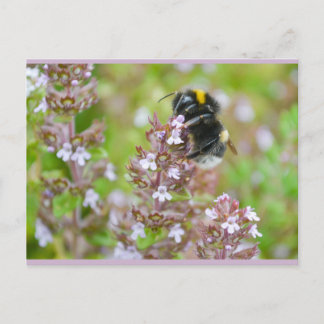 Bumblebee à queue rousse sur la carte postale Thym