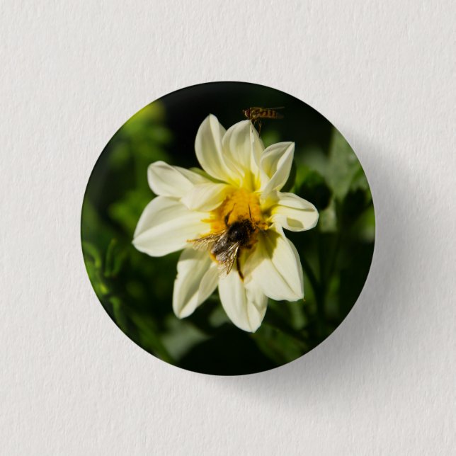 Bumblebee and white dahlia photo 1 inch round button (Front)
