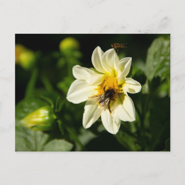 Bumblebee and white dahlia photo postcard (Front)