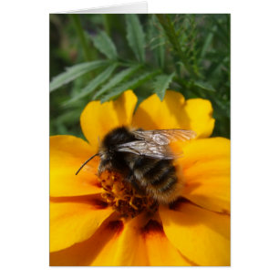 Bumblebee Card