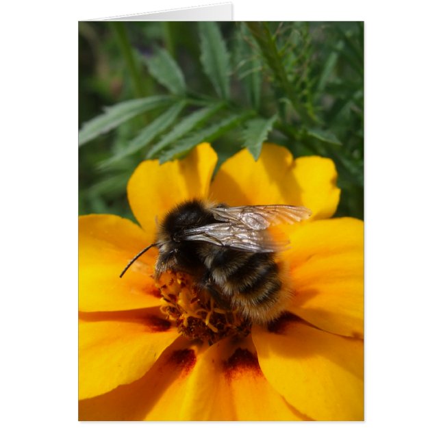 Bumblebee Card (Front)