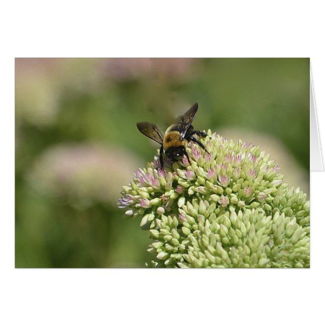 Bumblebee Ciel (Devant Horizontal)